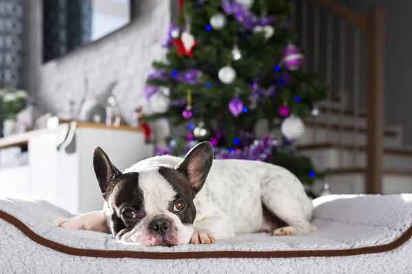 French Bulldog Lying Christmas Tree — Stock Photo, Image