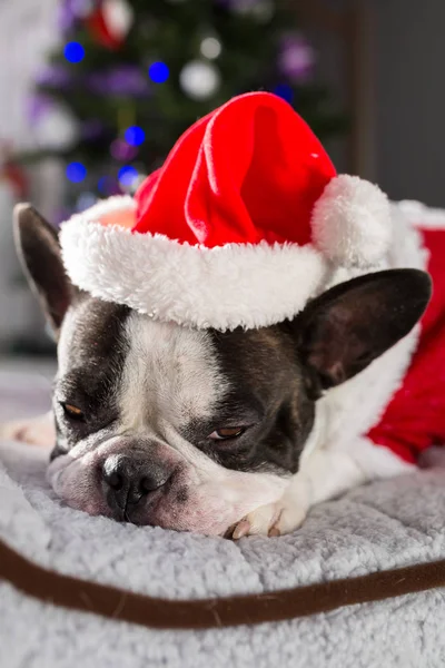 Francouzský Buldoček Kostýmu Santa Sedí Pod Vánoční Stromeček — Stock fotografie