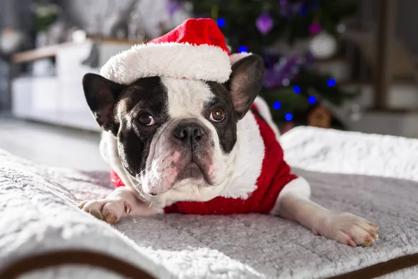 Buldog Francuski Kostium Santa Siedzi Pod Choinkę — Zdjęcie stockowe