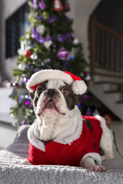 サンタ衣装クリスマス ツリーの下に座ってのフレンチ ブルドッグ — ストック写真