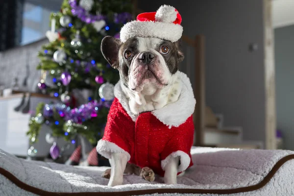 Fransk Bulldog Santa Dräkt Sitter Granen — Stockfoto