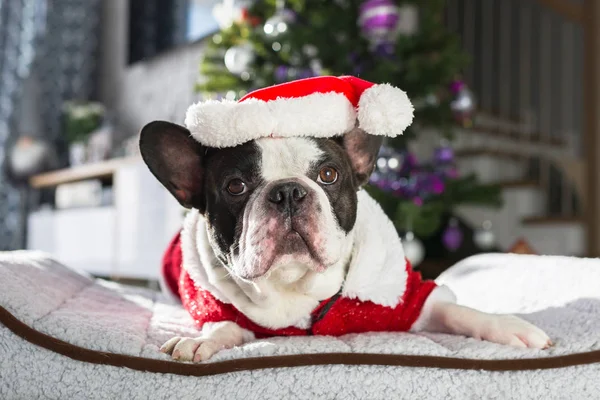 Bulldog Francés Traje Santa Sentado Bajo Árbol Navidad — Foto de Stock