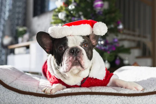 Buldog Francuski Kostium Santa Siedzi Pod Choinkę — Zdjęcie stockowe