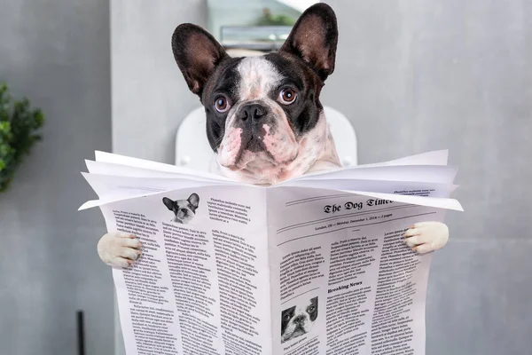 Bulldog Francés Sentado Asiento Del Inodoro Con Periódico —  Fotos de Stock