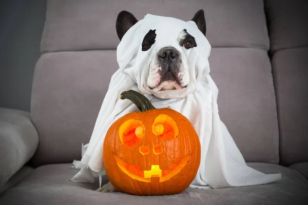 Dog Dressed Ghost Halloween Glowing Pumpkin Home — Stock Photo, Image