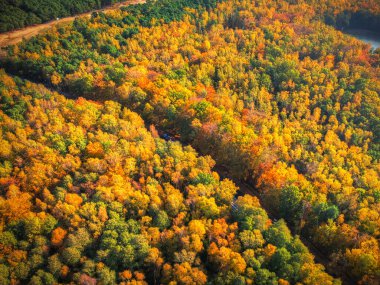 Ormanın sonbahar renklerinde havadan manzarası, Polonya