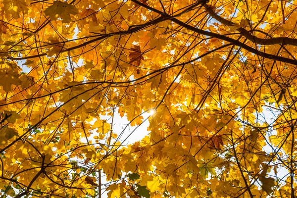 Prachtige Gele Bladeren Aan Boom Herfst Polen — Stockfoto