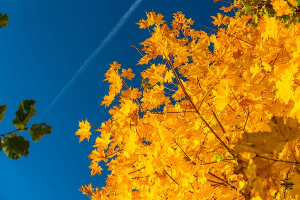 Belle Foglie Gialle Sull Albero Autunno Polonia — Foto Stock