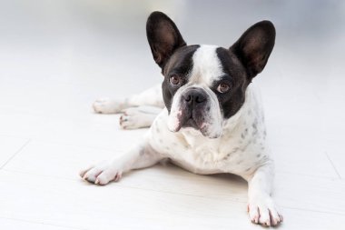 Yerde poz veren sevimli Fransız bulldog.