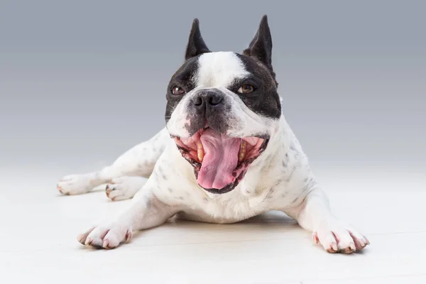 Adorabile Bulldog Francese Posa Sul Pavimento — Foto Stock