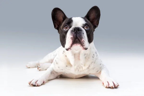 Adorable French Bulldog Posing Floor — Stock Photo, Image