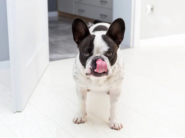 Schattig Frans Bulldog Thuis — Stockfoto