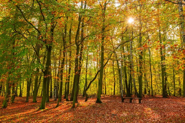 Bela Paisagem Floresta Outonal Polônia — Fotografia de Stock