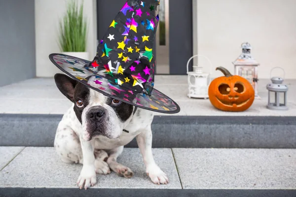 Französische Bulldogge Mit Kürbislaterne Und Hexenhut Halloween Vor Der Haustür — Stockfoto