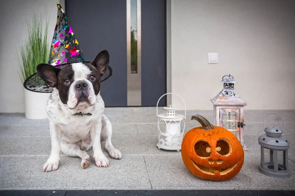Bulldog Francés Sentado Casa Puertas Delanteras Con Linterna Calabaza Sombrero — Foto de Stock
