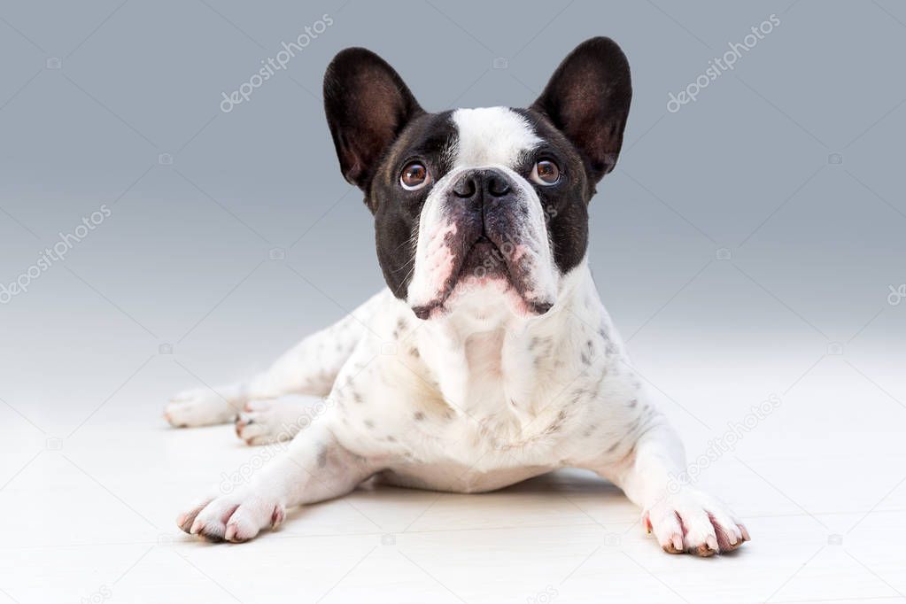 Adorable french bulldog posing on the floor