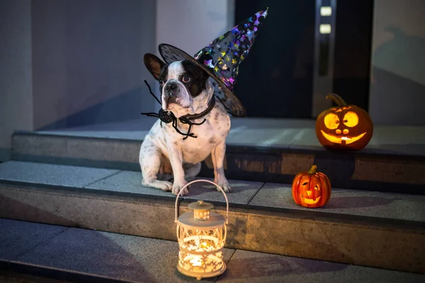 French Bulldog Sitting House Door Pumpkin Lanterns Witch Halloweenhat Night — Stock Photo, Image