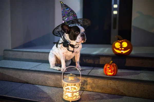 French Bulldog Sitting House Door Pumpkin Lanterns Witch Halloweenhat Night — Stock Photo, Image