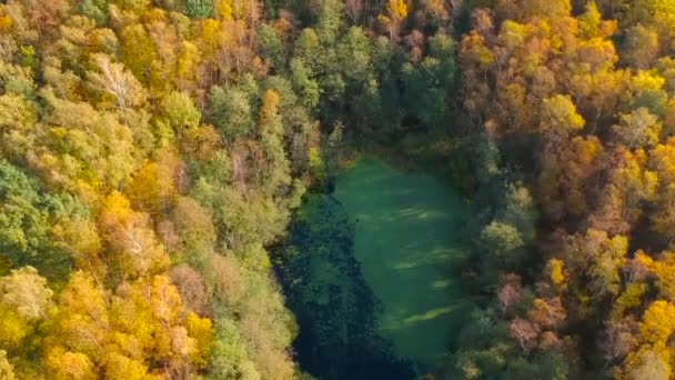 Incredibile Paesaggio Autunnale Piccolo Stagno Nella Foresta Polonia — Video Stock