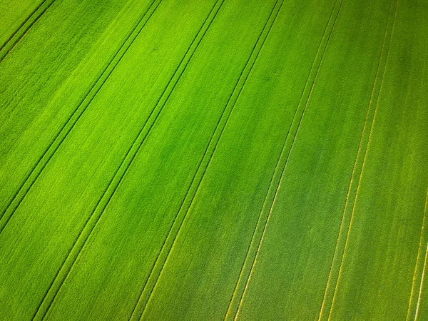Воздушный Пейзаж Зеленого Поля Линиями Польша — стоковое фото