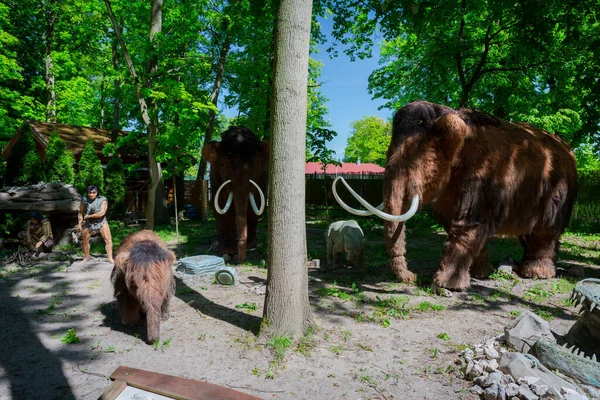 Malbork Pologne 1Er Juin 2020 Mammouths Réalistes Parc Dino Malbork — Photo