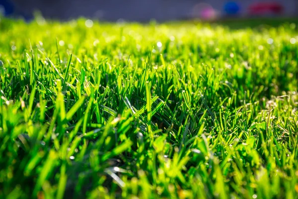 家の庭の緑豊かな草 — ストック写真