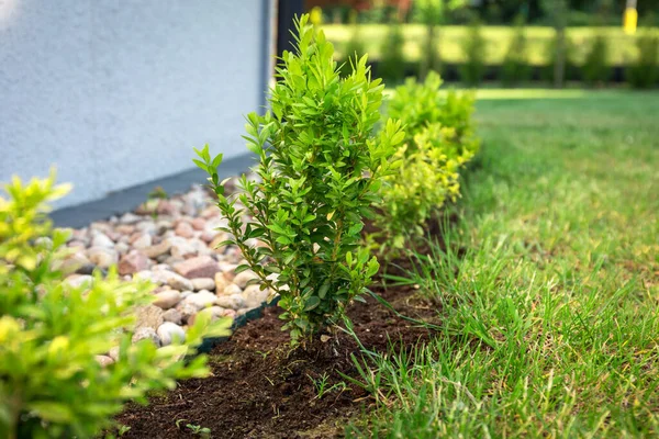 Arbustos Boj Plantados Jardín — Foto de Stock