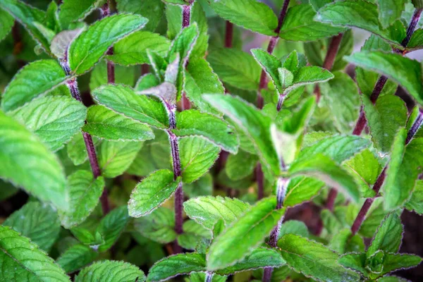 Mint Leaves Planted Garden — Stock Photo, Image