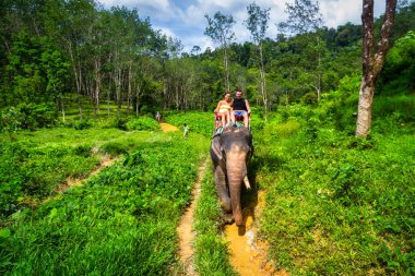 Tayland 'daki Khao Sok Ulusal Parkı' nda fil yürüyüşü.