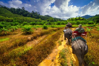 Tayland 'daki Khao Sok Ulusal Parkı' nda fil yürüyüşü.