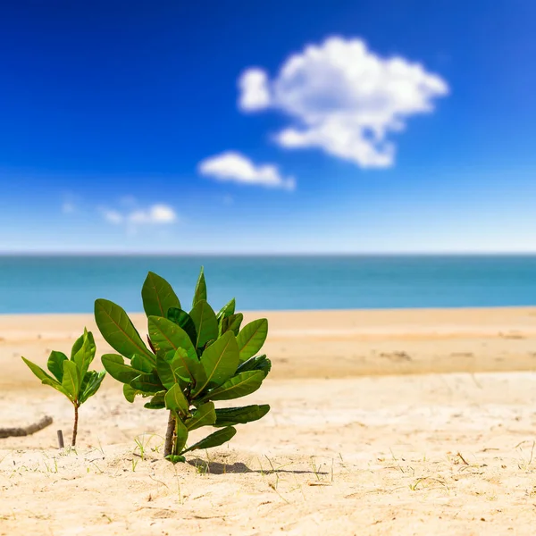 Praia Incrível Koh Kho Khao Ilha Tailândia — Fotografia de Stock