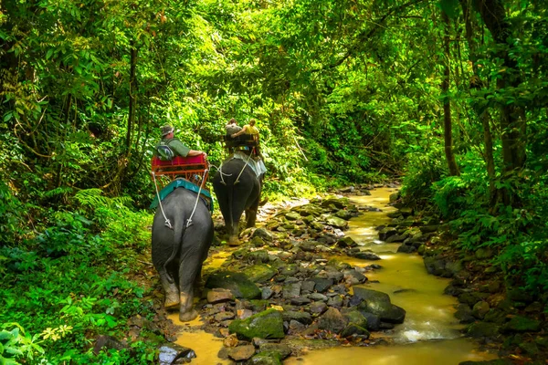 Trekking Con Gli Elefanti Nel Parco Nazionale Khao Sok Thailandia — Foto Stock