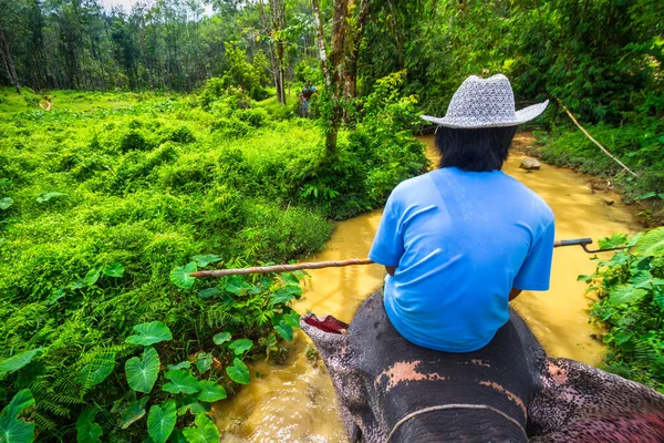 Trekking Pour Éléphants Dans Parc National Khao Sok Thaïlande — Photo