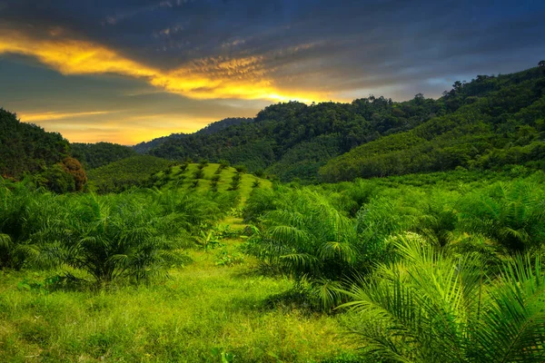 Regnskog Khao Sok Nationalpark Vid Solnedgången Thailand — Stockfoto