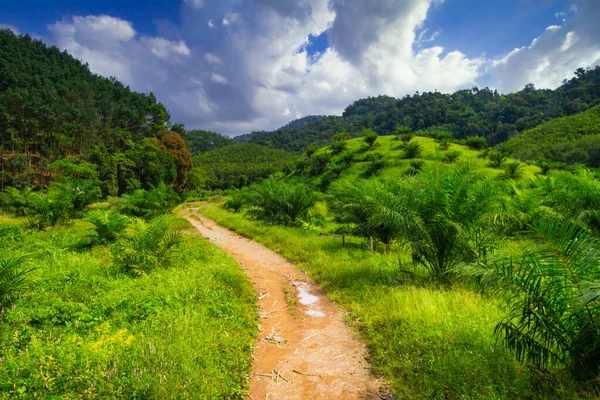 Vägen Genom Regnskogen Khao Sok National Park Thailand — Stockfoto