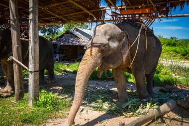 Tayland 'daki Khao Sok Ulusal Parkı' nda yürüdükten sonra gölgede dinlenen fil.
