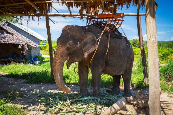 Elefante Descansando Sombra Después Trekking Parque Nacional Khao Sok Tailandia —  Fotos de Stock