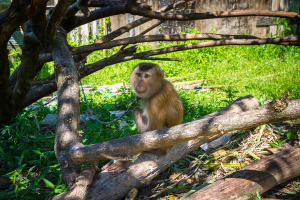 在泰国的一个家 一只猴子被捆在皮带上 — 图库照片