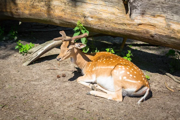 Daini Sdraiati Sole Nella Foresta — Foto Stock