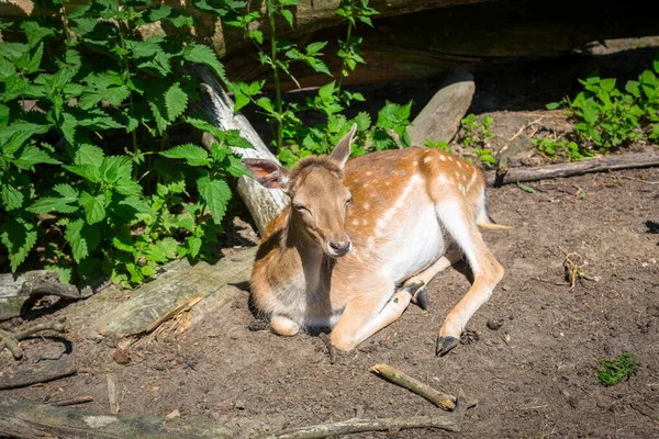 在森林里躺在阳光下的小鹿 — 图库照片