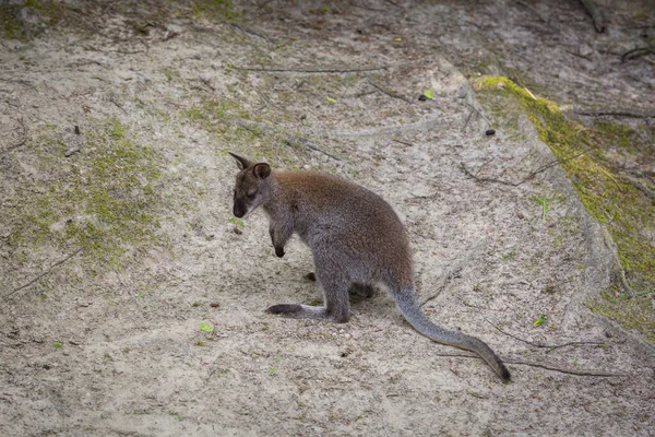 Pequeño Canguro Saltando Suelo — Foto de Stock