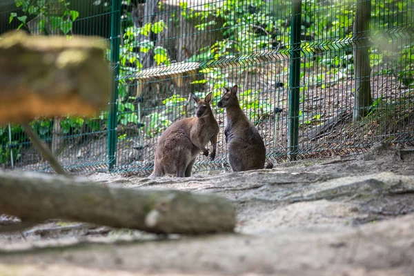 Two Kangaroos Standing Together — Stock Photo, Image