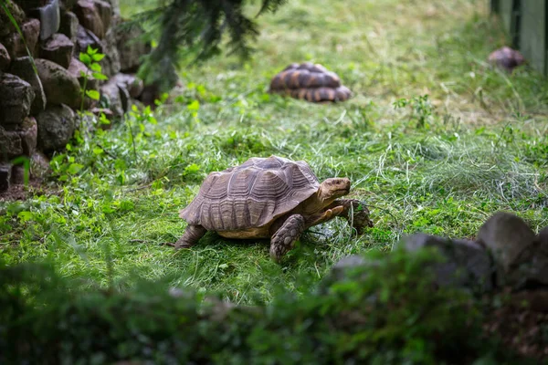 Gigantyczny Żółw Chodzący Trawie — Zdjęcie stockowe