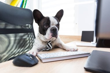 Fransız bulldog ofiste bilgisayarla çalışıyor.