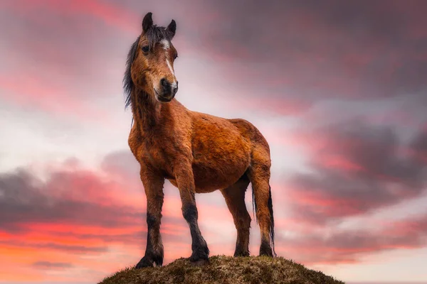 Connemara Pony Staat Heuvel Bij Zonsondergang — Stockfoto