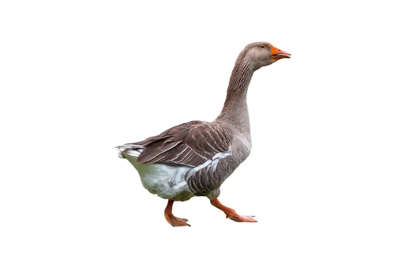 Brown Domestic Goose Isolated White Background — Stock Photo, Image