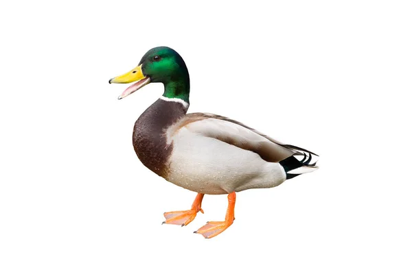 Domestic Duck Isolated White Background — Stock Photo, Image