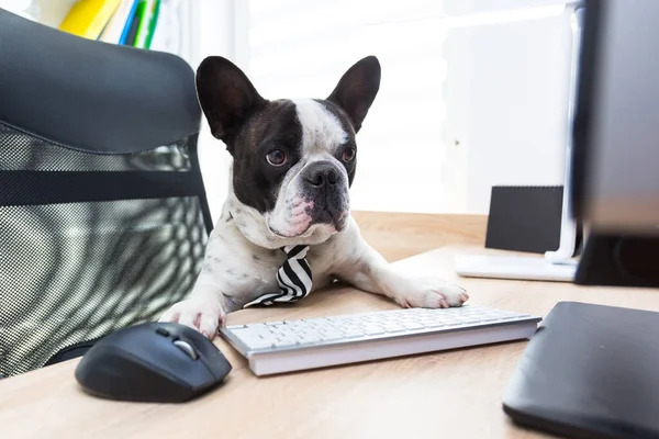 Franska Bulldogg Fungerar Datorn Kontoret — Stockfoto