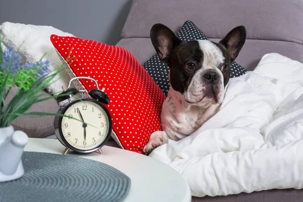 Bulldog Francês Acordando Por Despertador Cama — Fotografia de Stock