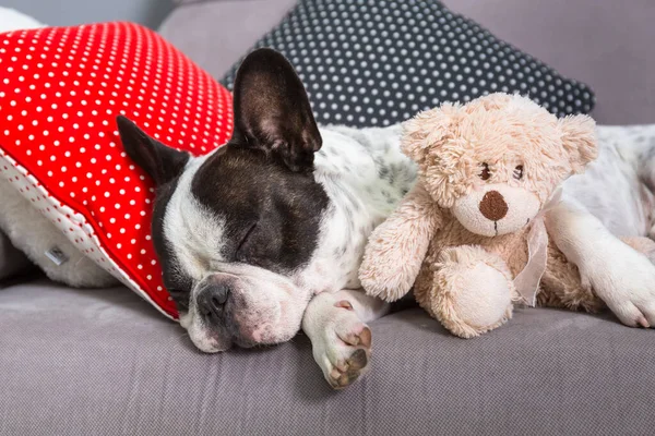 Fransız Bulldog Oyuncak Ayıyla Arabada Uyuyor — Stok fotoğraf